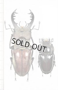 ミヤマクワガタ　ペア　蝦夷型　♂69.6mm♀37.5mm　北海道
