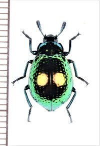 ゴミムシダマシの一種　Euhemicera sp.　♀　フィリピン（ルソン島）