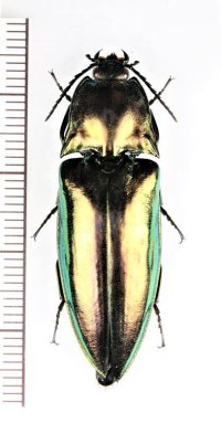 コメツキムシの一種　Campsosternus sp.　フィリピン（パラワン島）