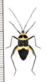 ベニボタル擬態のヘリカメムシの一種　Coreidae species   ペルー