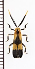ベニボタルの一種　Calopteron sp.　ペルー