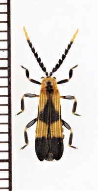 ベニボタルの一種　Calopteron sp.　ペルー