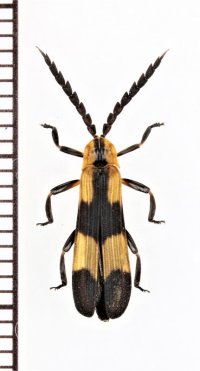 ベニボタルの一種　Calopteron sp.　ペルー