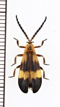 ベニボタルの一種　Calopteron sp.　ペルー