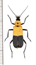 ベニボタル擬態のジョウカイボンの一種　Chauliognathus heros　ペルー