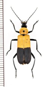ベニボタル擬態のジョウカイボンの一種　Cantharidae species　ペルー
