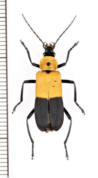 ベニボタル擬態のジョウカイボンの一種　Chauliognathus heros　ペルー