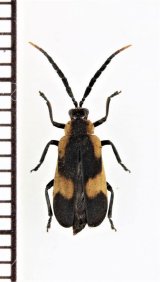 ベニボタル擬態のハムシの一種　Galerucini species　ペルー