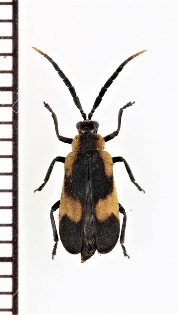 画像1: ベニボタル擬態のハムシの一種　Galerucini species　ペルー
