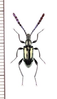 ゴミムシダマシの一種　Tenebrionidae species　ペルー