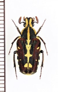 ツヤケシエグリハナムグリの一種　Euselates ornata laotica　♂　ベトナム中部