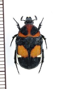 コアオハナムグリの一種　Gametis bealiae　♂　ベトナム北東部