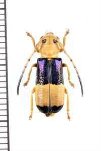 ハムシ擬態のカミキリムシの一種　Astathes sp.　♀　ベトナム北東部