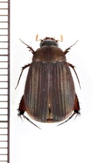 ビロウドコガネの一種　Sericini species　ベトナム中部