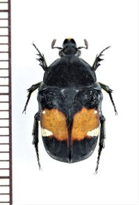 コアオハナムグリの一種　Gametis bealiae　♀　ベトナム北東部