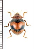 テントウムシの一種　Coccinellidae species　 ベトナム北東部