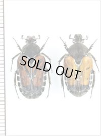 クロフエグリハナムグリ　Taeniodera nigricollis nigricollis　ペア　ベトナム北東部