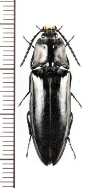 コメツキムシの一種　Campsosternus sp.　♂　ミャンマー