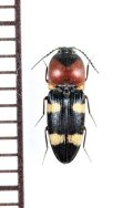 アリバチ擬態のコメツキムシの一種　Elateridae species　 インドネシア（スラウェシ島）