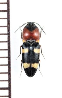 アリバチ擬態のコメツキムシの一種　Elateridae species　 インドネシア（スラウェシ島）