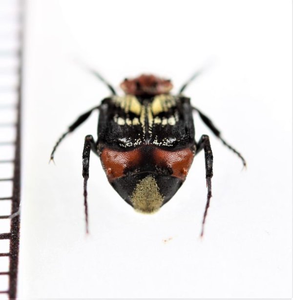 画像2: ニクバエ擬態のトゲヒラタハナムグリの一種　Dasyvalgus sp.　♂　マレーシア