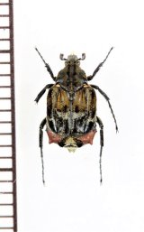 ニクバエ擬態のトゲヒラタハナムグリの一種　Dasyvalgus sp.　♂　マレーシア