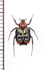 ニクバエ擬態のトゲヒラタハナムグリの一種　Dasyvalgus sp.　♂　マレーシア