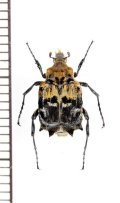 トゲヒラタハナムグリの一種　Dasyvalgus sp.　♂　マレーシア