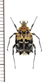 トゲヒラタハナムグリの一種　Dasyvalgus sp.　♂　マレーシア