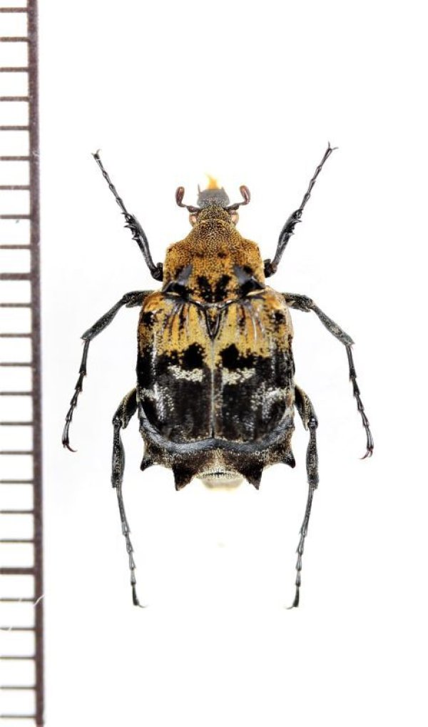 画像1: トゲヒラタハナムグリの一種　Dasyvalgus sp.　♂　マレーシア