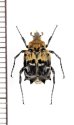 画像1: トゲヒラタハナムグリの一種　Dasyvalgus sp.　♂　マレーシア (1)