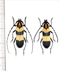 ベニボタル擬態のカミキリムシの一種　Parevander xanthomelas　ペア　メキシコ