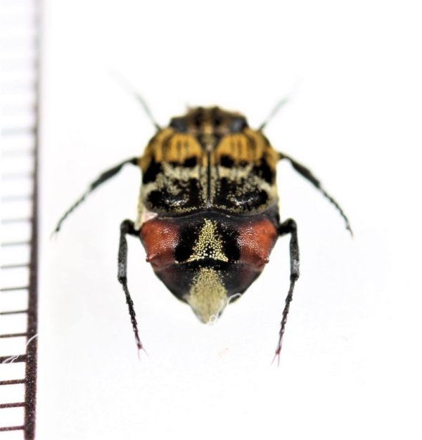 画像2: ニクバエ擬態のトゲヒラタハナムグリの一種　Dasyvalgus sp.　♂　マレーシア