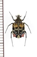 ニクバエ擬態のトゲヒラタハナムグリの一種　Dasyvalgus sp.　♂　マレーシア