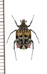 ニクバエ擬態のトゲヒラタハナムグリの一種　Dasyvalgus sp.　♂　マレーシア