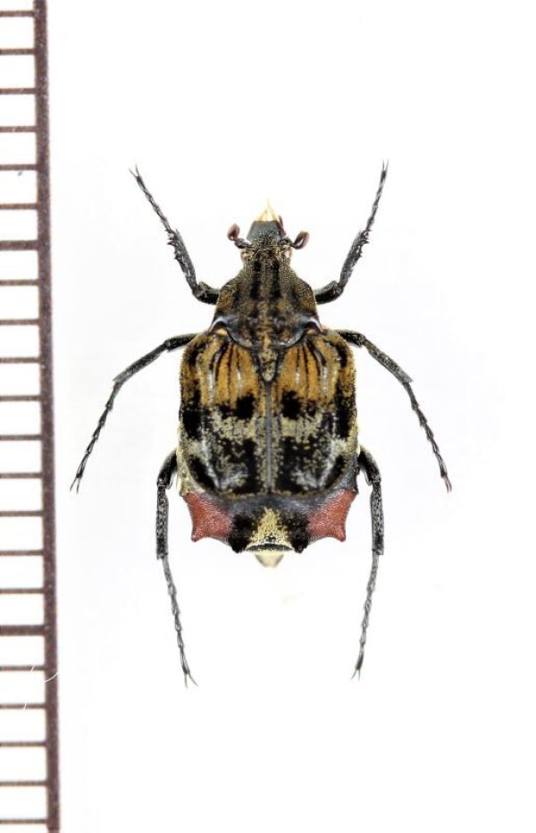 画像1: ニクバエ擬態のトゲヒラタハナムグリの一種　Dasyvalgus sp.　♂　マレーシア