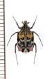 画像1: ニクバエ擬態のトゲヒラタハナムグリの一種　Dasyvalgus sp.　♂　マレーシア (1)