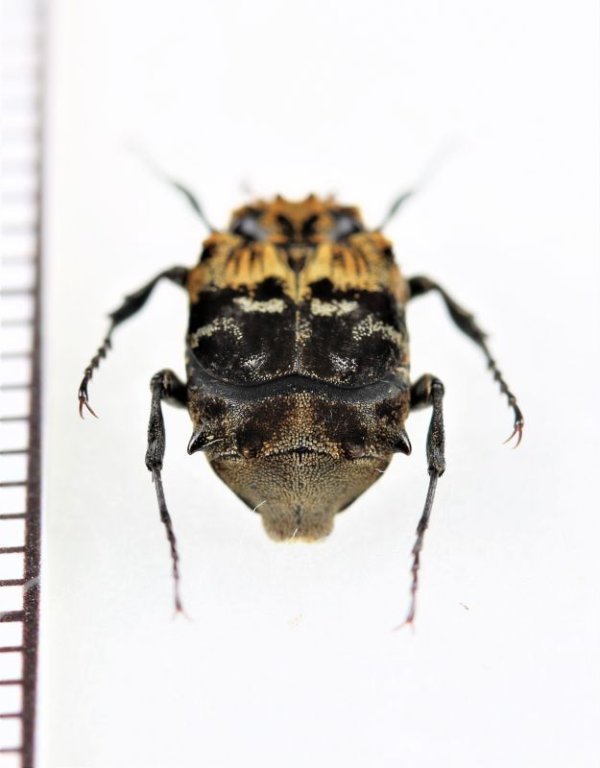 画像2: トゲヒラタハナムグリの一種　Dasyvalgus sp.　♂　マレーシア