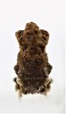 画像3: ツノゼミの一種　Membracidae species  フィリピン（ミンダナオ島） (3)