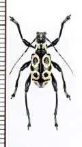 カタゾウカミキリの一種　Doliops daugavpilsi　♂　フィリピン(ミンダナオ島)