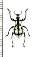 カタゾウムシの一種　Pachyrhynchus sp.　フィリピン(ルソン島)