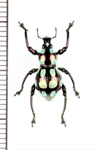 カタゾウムシの一種　Pachyrhynchus sp.　フィリピン(ルソン島)