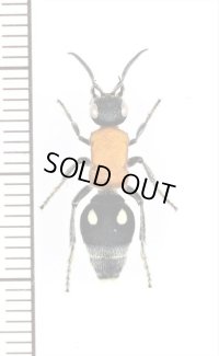 アリバチの一種　Mutillidae species　♀　フィリピン(サマール島)