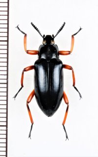 ゴミムシダマシの一種　Tenebrionidae species　フィリピン（ミンダナオ島）