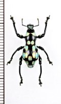 カタゾウムシの一種　Pachyrhynchus barsevskisi　♂　 フィリピン(ルソン島)