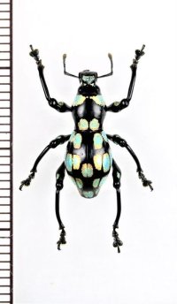 カタゾウムシの一種　Pachyrhynchus barsevskisi　♂　 フィリピン(ルソン島)
