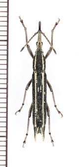 ミツギリゾウムシの一種　Ceocephalus sp.　♀　フィリピン（ミンダナオ島）