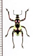 カタゾウムシの一種　Pachyrhynchus hirokii  ♂　フィリピン(ミンダナオ島)