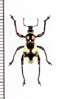 カタゾウムシの一種　Pachyrhynchus hirokii  ♂　フィリピン(ミンダナオ島)