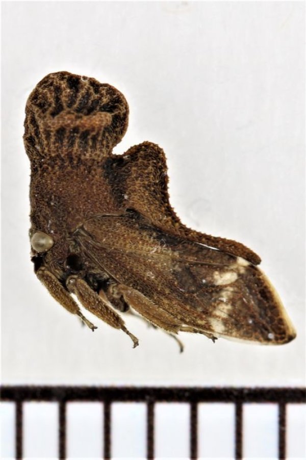 画像1: ツノゼミの一種　Membracidae species  フィリピン（ミンダナオ島）